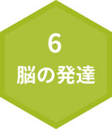 6.脳の発達